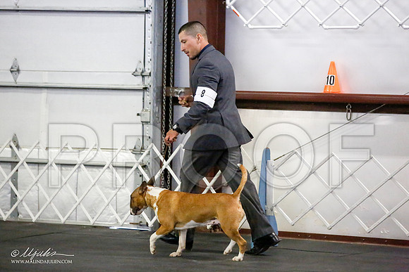 _JJ_3991-BullTerrierAzilApr2016-HR3