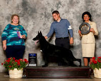 German Shepherd Dog #14 Sun BOW Schneider Nancy D Judge Carol Smith
