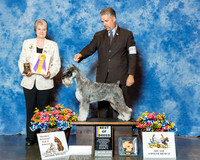 Standard Schnauzer #54 Wed BOB Lomando Nonie & Michael Thomas Agent Jeffrey Thomas Arch Judge Mrs Marion Kidd