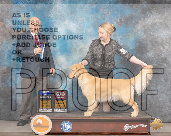 Golden Retriever #24 Thurs BOWOHBOB Judge Brad JenkinsMMJ_2290_Mdlnd2022_HR3