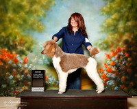 Poodle Multi Color Sat NGC Rebecca Breining