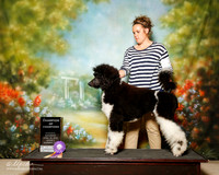 Multi color Standard Poodle Sat S2 Champ of Champs Courtney Farlley