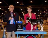 Rat Terrier #9 Sun BOW Plattsmier Joanna B Judge Mr Robert J Shreve