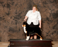 Australian Shepherd #? Sat Custom Tiffany Knox