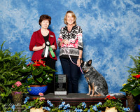 Australian Cattle Dog #R74 Fri NT Nov A Ayers Melissa Judge Donna Eddins