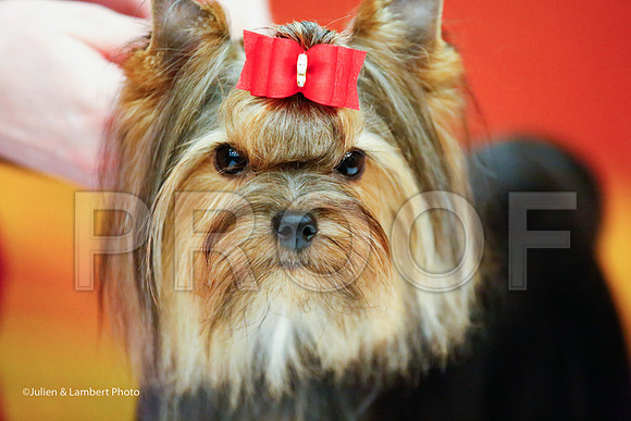 _JJ_8548-YorkieNatJul2016-HR
