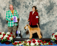 Soft Coated Wheaten Terrier #7 Fri WD Luellen Gretchen and Allison Koester Judge Dr Steve Keating