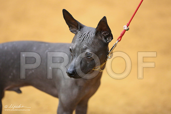 PerroS-9952-IABCAFWSPT13-HR