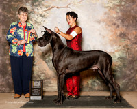 Great Dane #9 Sun BOB Gonzalez Bianca and Daniel Mangum and Kymber Tyner Judge Doris Cozart
