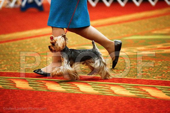 _JJ_8866-YorkieNatJul2016-HR3