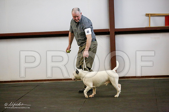 _JJ_3362-BullTerrierAzilApr2016-HR3