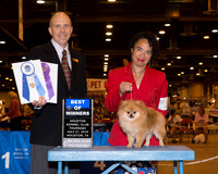 Pomeranian #10 Thrs BOW Bertrand Gail & Paula Clark Agent Aslynn Rose Judge Mr Larry C Abbott