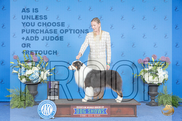 Australian Shepherd #31 THUR WD NC M Judge Nancy Liebes__JP_8352_Houston_2024_HR3
