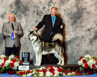 Alaskan Malamute #5 Sat BOW Maj NC Wolfe Nancy & Robert Armstrong Judge Mr Andrew Bruce Kidd