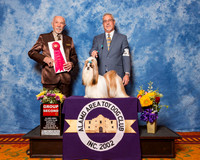 Shih Tzu #20 Sat G2 Maybin Dan L Haley & Anna V Agent Dan L Haley Judge Dr Roger S Pritchard