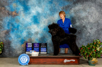 Poodle Std #6 Fri BPupV Judge Carmen D Blankenship