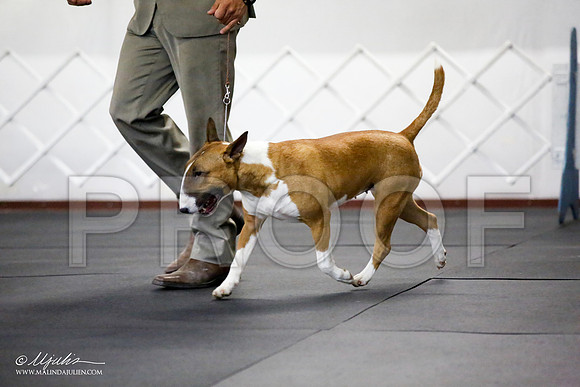 _JJ_0857-BullTerrierAzilApr2016-HR3