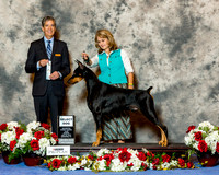 Doberman Pinscher #33 Sun SD Zimmerman Hillary & Rick & Linda George Judge Dr Carl L Pew