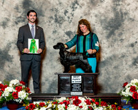 English Springer Spaniel #36 Thurs BIS Puppy Lyons Kristin and Deborah Mauterer