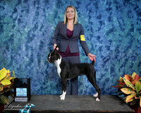 Boxer Sun RBIS  Puppy Bred by Exhibitor Janna Booth IABCA FW Sep 2013