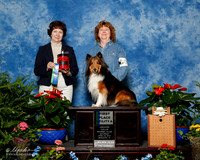 Shetland Sheepdog #94 Sat UTA 1st Judy McClelland-Sherman Judge Donna Eddins