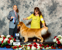 Golden Retriever #51 Sat BOW Maj Yoshiide Sei Agent Brianna Bischoff Judge Mr Larry C Abbott