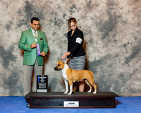 American Staffordshire Terrier #28 Wed Maj NC WB Keller LAcey and Ben Judge Joa Machado