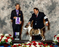Bull Terrier Colored #23 Fri Maj WD Parra Sergio Armando Judge Dr Carl L Pew