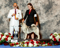 Norwegian Elkhound #6 Sat BOB Woito J Paul Judge Dr Kenneth Levison