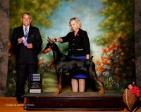Doberman Pinscher #12 Sat WB Lynch Sara Judge Dana Cline RESHOOT