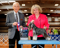 Miniature Schnauzer #8 Sat BOS Kirk Kaye Judge Roger Hartinger