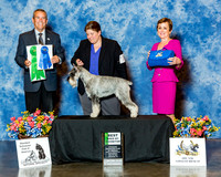 Standard Schnauzer #74 Sat Best BBE Barber Diana Judge Mr Dana P Cline