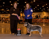 Australian Cattle Dog #7 Sun BOS BOW Park Dawn Judge Ms Nikki Riggsbee