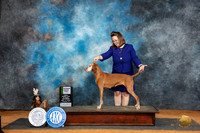 Viszla #14 Sat VG1 Judge Karen Hynek
