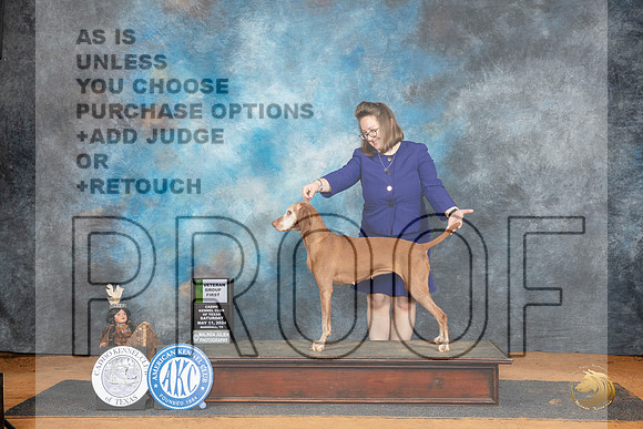 Viszla #14 Sat VG1 Judge Karen Hynek__JP_8495_MARSHALL_2024_HR3