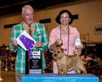 Norfolk Terrier #18 Fri WB Maj Koltes Minna Liisa Agent Roxanne Sutton Judge Dr Steve Keating