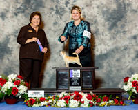 Chihuahua Smooth Coat #15 Sun NC Maj WD Linda Hughes Agent Brooke Young Judge Nikki Riggsbee