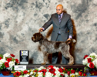 Wirehaired Pointing Griffon #5 BOB Maj Tiepelman Chuck & Debbie Cummings +Judge Mr Norman L Patton