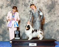 Shetland Sheepdog #46 Wed NC Maj BOW Dody Patricia Judge Marilyn M OCuilinn