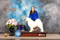 Samoyed #22 Sat BOWBOS Judge Ken Murray
