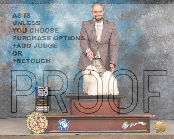 Maltese #5 Fri BOW Judge Brad JenkinsMMJ_3033_Mdlnd2022_HR3
