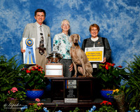 Weimaraner #62 Sun HIT Gannon Pat and Anne Tyson Judge Christopher Cornell