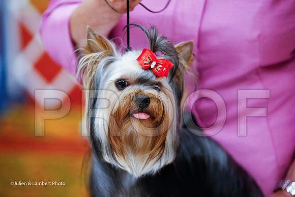 _JJ_7454-YorkieNatJul2016-HR