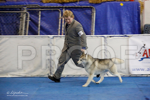 _M3_8419-AddisonHuskyMar2015-HR3