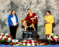 Beagle #17 Fri G4 Ayala Brooke and Ann and David Wolf Agent Brooke Young Judge Sari Brester Tietjen