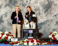 Havanese #28 Sat Maj WB Lybrnad Susan B Judge helen Winski Stein