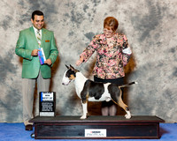 Bull Terrier Colored #29 Wed Maj BOW J and F Schnieder Judge Joao Machado