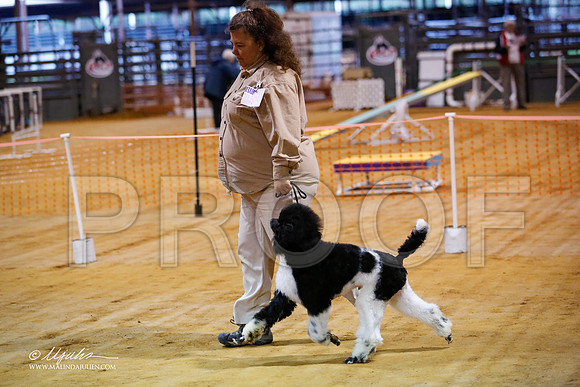 BISpup-5015-MrshllDec13-HR