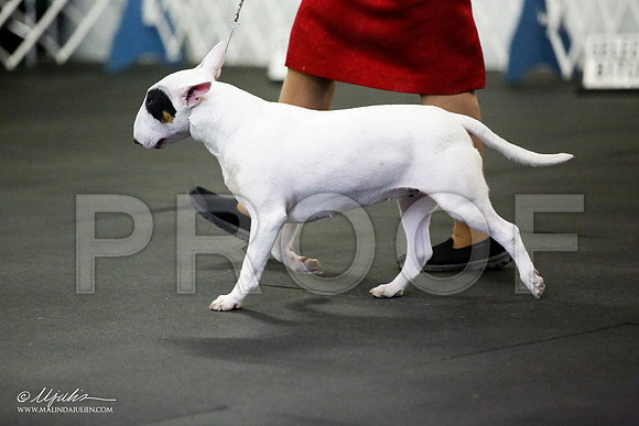 _JJ_1687-BullTerrierAzilApr2016-HR3