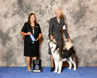 Alaskan Malamute #7 Wed Maj WD Toussaint Gloria & Terry Judge Mrs Shilon L Bedford